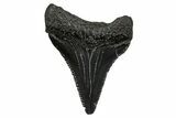Serrated, Juvenile Megalodon Tooth - South Carolina #353301-1